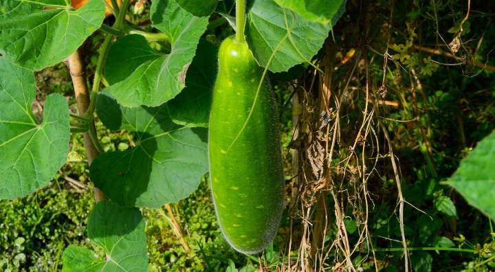 আত্রাইয়ে শীতকালীন লাউ চাষে লাভবান কৃষক