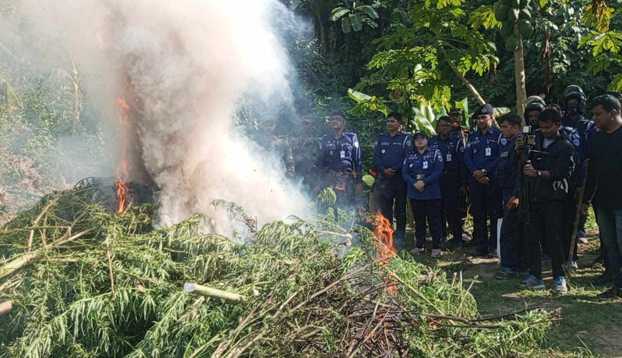 ত্রিশ কোটি পঁচিশ লক্ষ টাকা মূল্যের জব্দকৃত গাঁজা ধ্বংস করলো পুলিশ।