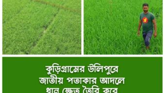 জাতীয় পতাকার ধানক্ষেত