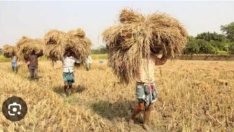 নন্দীগ্রামে ধান কাটা মাড়াই শুরু, আবহাওয়া নিয়ে শঙ্কায় কৃষক।