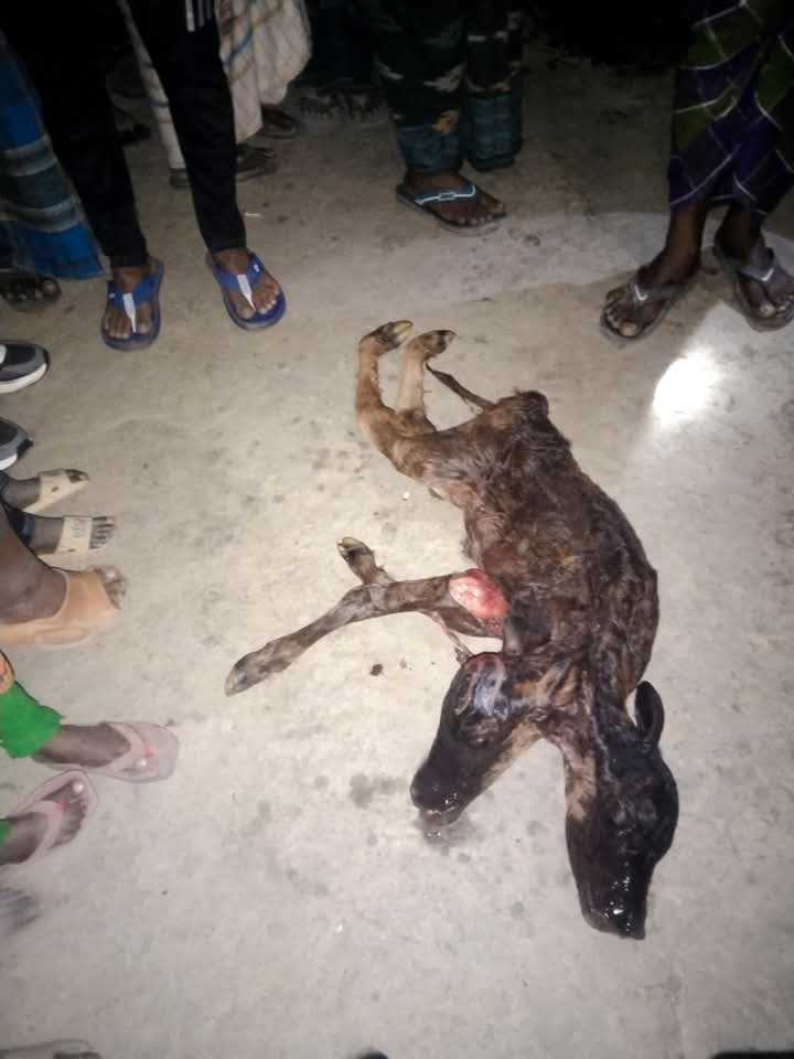 দুই মাথা নিয়ে জন্ম হলো গরুর বাছুর