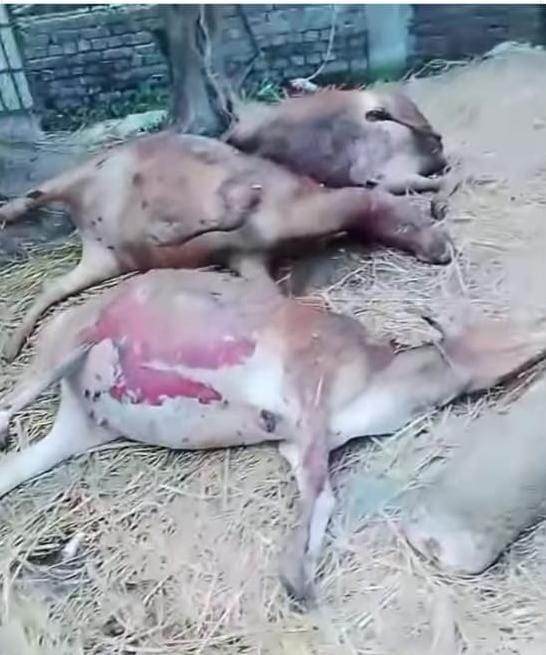 দুমকি উপজেলায় আগুনে পুড়ে ছাই শামীমের স্বপ্ন