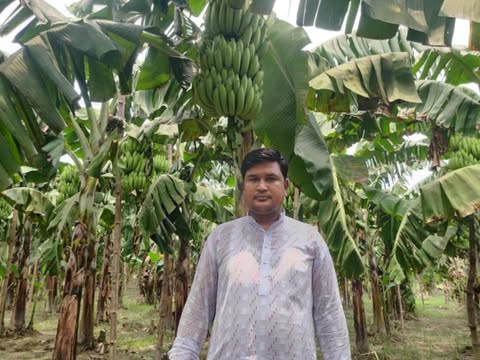 কলা চাষ করে সফলতা অর্জন করেছেন ওসমান গনি