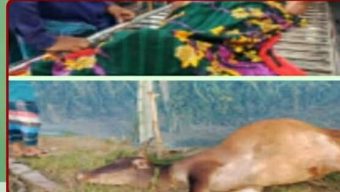 কোটচাঁদপুরে ড্রাগন বাগানের বিদ্যুৎস্পৃষ্টে গরু সহ ১ জনের মৃ\ত্যু ও আহত হয় একজন।