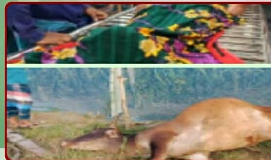 কোটচাঁদপুরে ড্রাগন বাগানের বিদ্যুৎস্পৃষ্টে গরু সহ ১ জনের মৃ\ত্যু ও আহত হয় একজন।