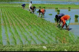 মনপুরায় আমন ধান রোপনে ব্যস্ত সময় পার করছেন কৃষকেরা
