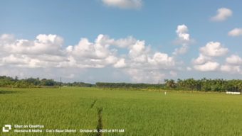 আমন ধানের বাম্পার ফলনে উখিয়ার কৃষকের মুখে হাসি