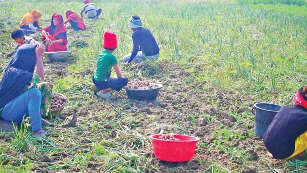 কৃষকের ঘাম শুকানোর আগেই সিন্ডিকেটের থাবা, নাটক দেখে প্রশাসন