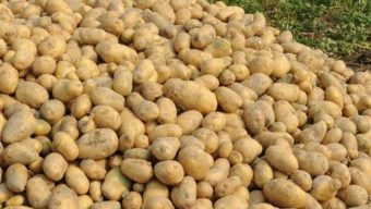 আলুর কম মূল্যে মাথায় হাত উত্তরের কৃষকের