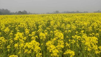 বোচাগঞ্জে সরিষা আবাদে বাম্পার ফলনের আশা ।