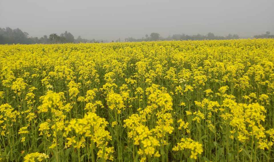 বোচাগঞ্জে সরিষা আবাদে বাম্পার ফলনের আশা ।