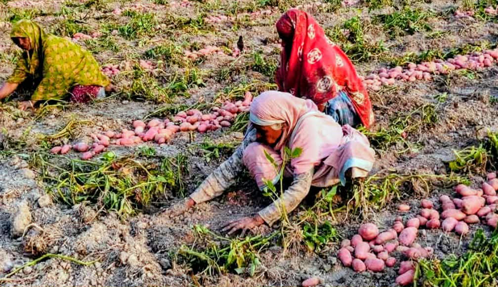 হিমাগারহীন সুন্দরগঞ্জ: মাঠভরা ফসল, ঘরভরা হতাশা