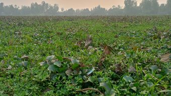 জোড়াদহ খাল খননের দাবি জোরালো, জলাবদ্ধতায় কৃষকের দুশ্চিন্তা বাড়ছে
