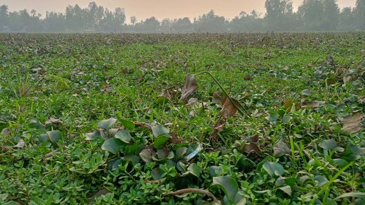 জোড়াদহ খাল খননের দাবি জোরালো, জলাবদ্ধতায় কৃষকের দুশ্চিন্তা বাড়ছে