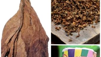 মেইন রোডের ধুলো নয়, নীরব বিষ: রংপুরে তামাক ক্রাসিংয়ের বিস্তার